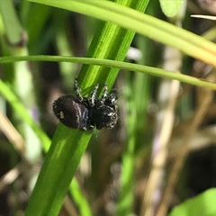 Phidippus audax