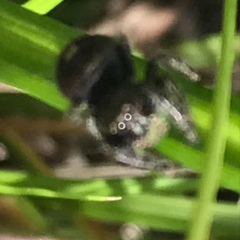Phidippus audax