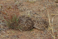 Bitis arietans arietans