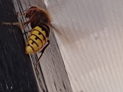 Vespa crabro