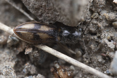 Liotrichus umbripennis