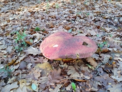 Butyriboletus loyo