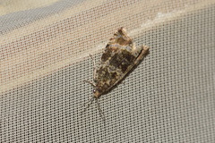 Celypha flavipalpana