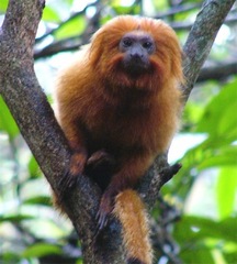 Leontopithecus rosalia