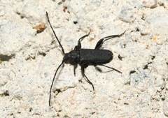 Ropalopus macropus