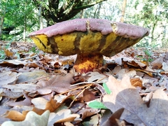 Butyriboletus loyo