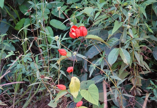 Scarlet passionflower (Passiflora coccinea)