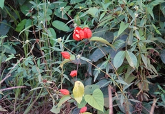 Passiflora coccinea
