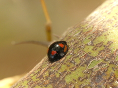 Cheilomenes sexmaculata