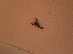 Pseudouroctonus reddelli