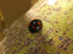 Cheilomenes sexmaculata