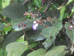 Monopyle