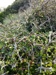 Coprosma propinqua propinqua