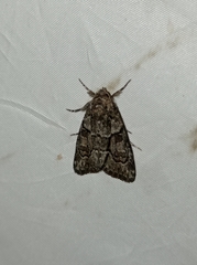 Cryphia fraudatricula