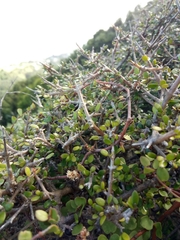 Coprosma propinqua propinqua