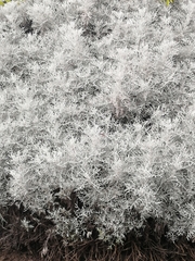 Senecio leucostachys