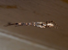Azilia affinis