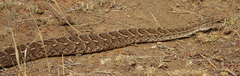 Bitis arietans arietans
