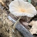 Coprinellus aureogranulatus - Photo (c) Eric Duran, some rights reserved (CC BY-NC), uploaded by Eric Duran