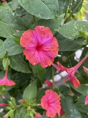 Mirabilis jalapa