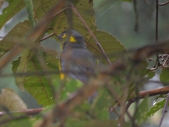 Anisognathus lacrymosus