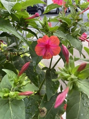 Mirabilis jalapa