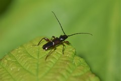 Phymatodes vulneratus