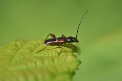 Phymatodes vulneratus