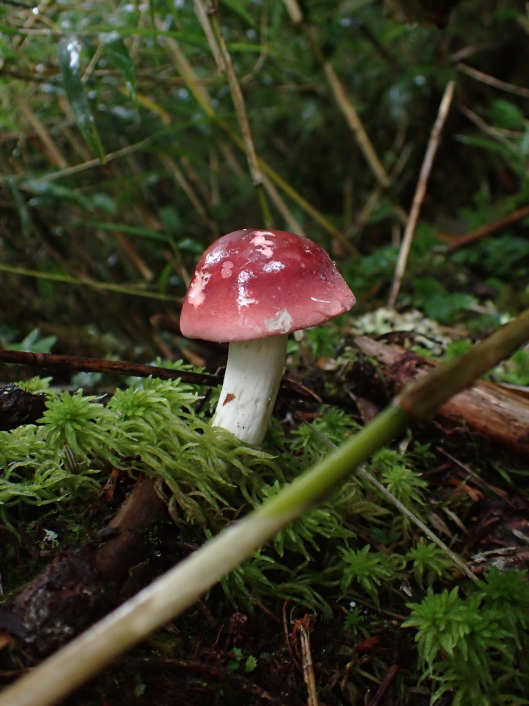 Russula · July 2017 · photo: © elbourret (iNaturalist, cc-by)