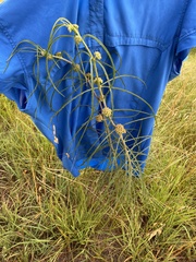 Asclepias engelmanniana