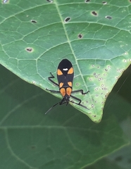 Oncopeltus spectabilis