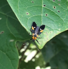 Oncopeltus spectabilis