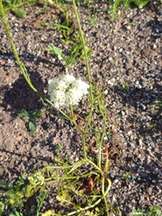 Oenanthe pimpinelloides