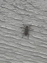 Coleoptera