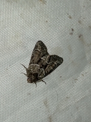 Cryphia fraudatricula