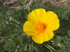 Eschscholzia californica maritima