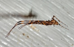 Azilia affinis