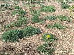 Eschscholzia californica maritima
