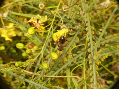 Eristalis tenax