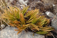 Aciphylla monroi