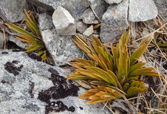 Aciphylla monroi