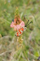 Zygaena rhadamanthus
