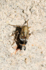 Dicranotropis hamata