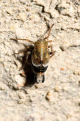 Dicranotropis hamata