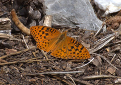 Speyeria coronis carolae