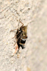 Dicranotropis hamata