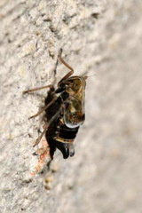 Dicranotropis hamata