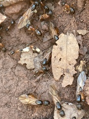 Camponotus semitestaceus