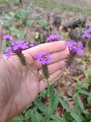 Verbena macdougalii