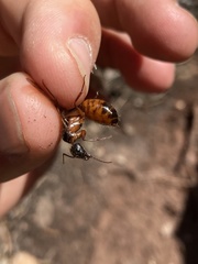 Camponotus semitestaceus